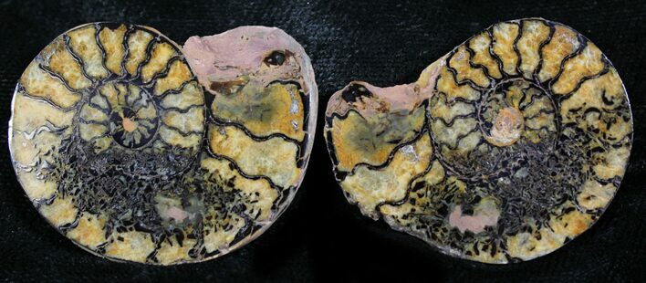 Iron Replaced Ammonite Fossil Pair #27513
